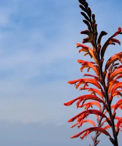 African Flag Chasmanthe Floribunda Flower Seeds - 5 Count, Red Orange Blooms - Image 1
