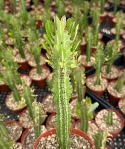 African Milk Tree Live Plant – Euphorbia Trigona – 4 inch Pot – Indoor - Image 2