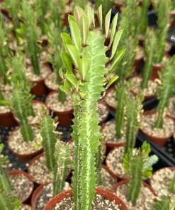 African Milk Tree Live Plant – Euphorbia Trigona – 4 inch Pot – Indoor - Image 3