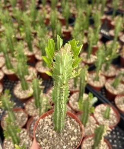 African Milk Tree Live Plant – Euphorbia Trigona – 4 inch Pot – Indoor - Image 4