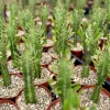African Milk Tree Live Plant – Euphorbia Trigona – 4 inch Pot – Indoor - Image 1