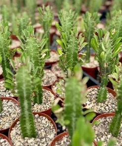 African Milk Tree Live Plant – Euphorbia Trigona – 4 inch Pot – Indoor - Image 1