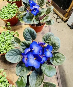 African Violet Live Plant - Saintpaulia Flowering Indoor Houseplant - Image 2