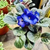 African Violet Live Plant - Saintpaulia Flowering Indoor Houseplant - Image 1