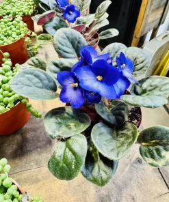 African Violet Live Plant - Saintpaulia Flowering Indoor Houseplant - Image 1