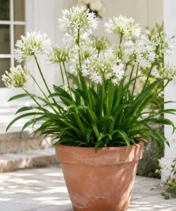 Agapanthus Getty White Live Plant – 4-6 Inch Tall White Flowering Perennial - Image 2