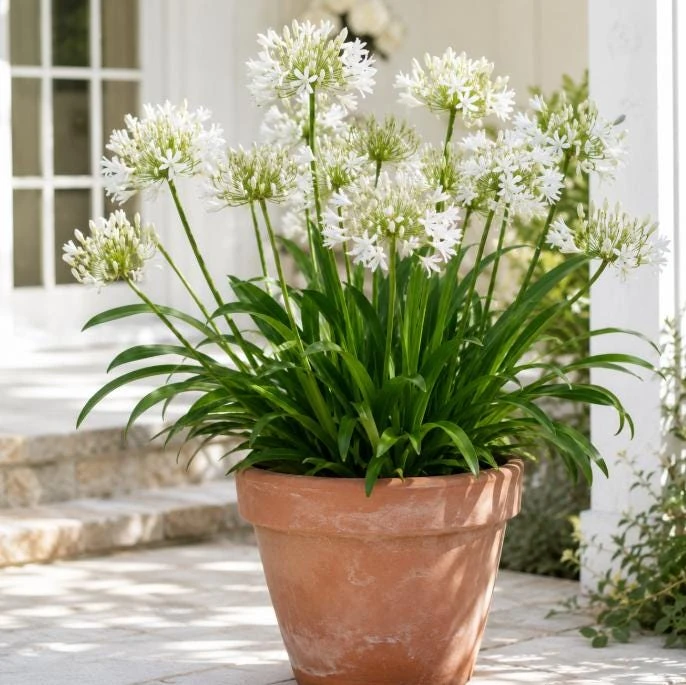 Agapanthus Getty White Live Plant – 4-6 Inch Tall White Flowering Perennial - Image 2