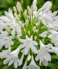 Agapanthus Getty White Live Plant – 4-6 Inch Tall White Flowering Perennial - Image 3