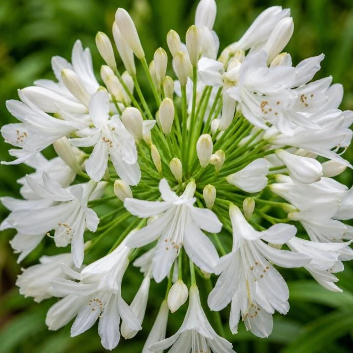 Agapanthus Getty White Live Plant – 4-6 Inch Tall White Flowering Perennial - Image 3
