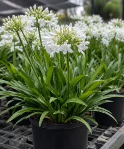 Agapanthus Getty White Live Plant – 4-6 Inch Tall White Flowering Perennial - Image 4