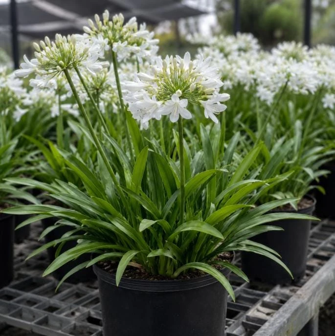 Agapanthus Getty White Live Plant – 4-6 Inch Tall White Flowering Perennial - Image 4