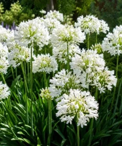 Agapanthus Getty White Live Plant – 4-6 Inch Tall White Flowering Perennial - Image 5