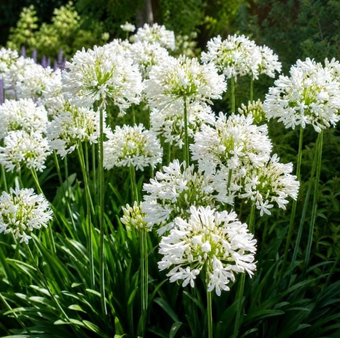 Agapanthus Getty White Live Plant – 4-6 Inch Tall White Flowering Perennial - Image 5