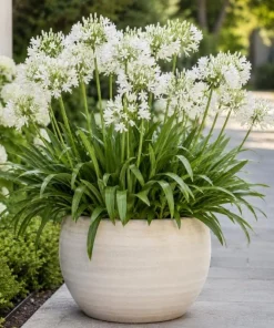 Agapanthus Getty White Live Plant – 4-6 Inch Tall White Flowering Perennial - Image 6