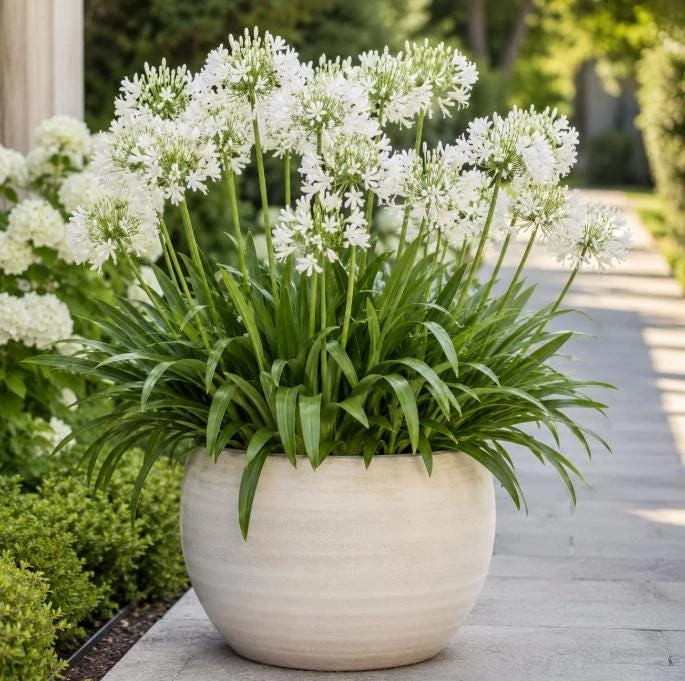 Agapanthus Getty White Live Plant – 4-6 Inch Tall White Flowering Perennial - Image 6