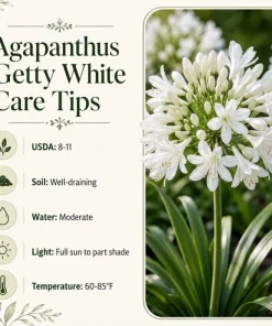 Agapanthus Getty White Live Plant – 4-6 Inch Tall White Flowering Perennial - Image 7