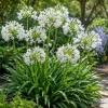 Agapanthus Getty White Live Plant – 4-6 Inch Tall White Flowering Perennial - Image 1