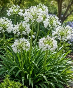 Agapanthus Getty White Live Plant – 4-6 Inch Tall White Flowering Perennial - Image 1
