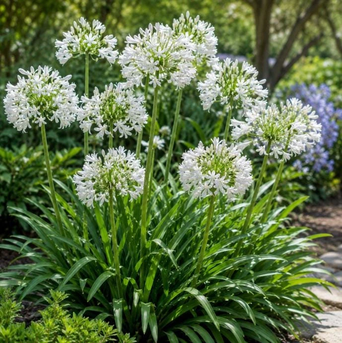 Agapanthus Getty White Live Plant – 4-6 Inch Tall White Flowering Perennial - Image 1