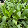 Agave-leaf Sea Holly Live Plant - Eryngium agavifolium - 4 Inch Pot - Full Sun Outdoor - Image 1