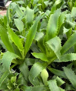 Agave-leaf Sea Holly Live Plant - Eryngium agavifolium - 4 Inch Pot - Full Sun Outdoor - Image 1