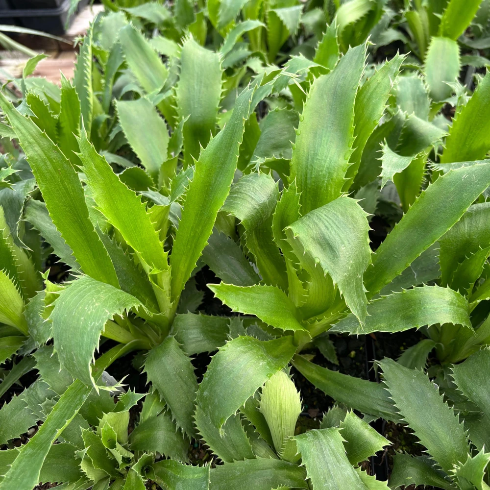 Agave-leaf Sea Holly Live Plant - Eryngium agavifolium - 4 Inch Pot - Full Sun Outdoor - Image 1