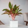Aglaonema Chinese Evergreen Live Plant - Indoor Air Purifying Houseplant - Image 1