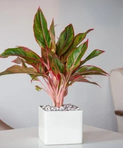 Aglaonema Chinese Evergreen Live Plant - Indoor Air Purifying Houseplant - Image 1