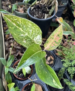 Aglaonema Chinese Evergreen Live Plant - Indoor Houseplant - Easy Care - Image 1