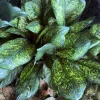 Aglaonema Chinese Evergreen Live Plant - Indoor Houseplant, Green Foliage - Image 1