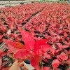 Aglaonema Dongfang Live Plant - Chinese Evergreen Indoor Houseplant - Image 1