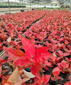 Aglaonema Dongfang Live Plant - Chinese Evergreen Indoor Houseplant - Image 1