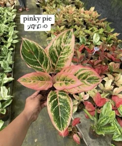 Aglaonema Live Plant Potted - Chinese Evergreen Variety Indoor - Image 10