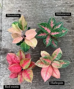 Aglaonema Live Plant Potted - Chinese Evergreen Variety Indoor - Image 3
