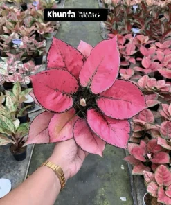 Aglaonema Live Plant Potted - Chinese Evergreen Variety Indoor - Image 4