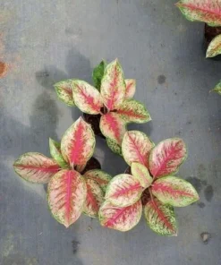 Aglaonema Live Plant Potted - Chinese Evergreen Variety Indoor - Image 5
