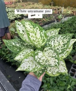Aglaonema Live Plant Potted - Chinese Evergreen Variety Indoor - Image 8