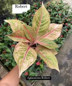 Aglaonema Live Plant Potted - Chinese Evergreen Variety Indoor - Image 9