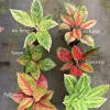 Aglaonema Live Plant Potted - Chinese Evergreen Variety Indoor - Image 1