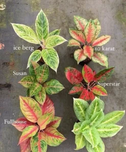 Aglaonema Live Plant Potted - Chinese Evergreen Variety Indoor - Image 1