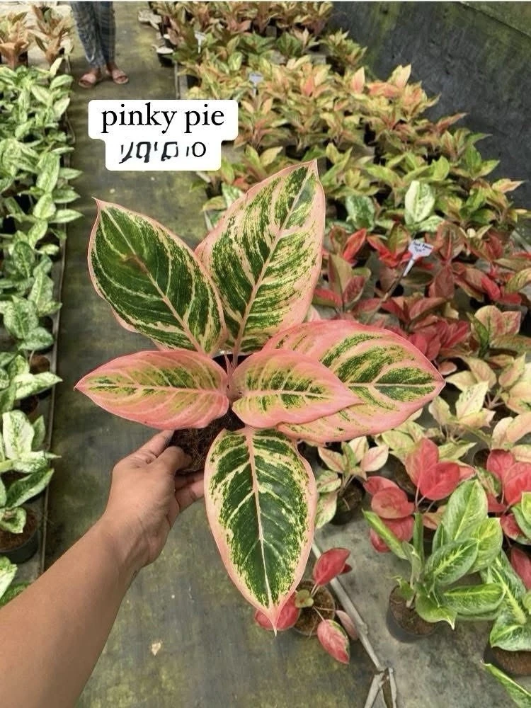 Aglaonema Live Plant - Potted Houseplant - Choose Style - Image 10