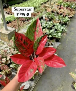 Aglaonema Live Plant - Potted Houseplant - Choose Style - Image 11