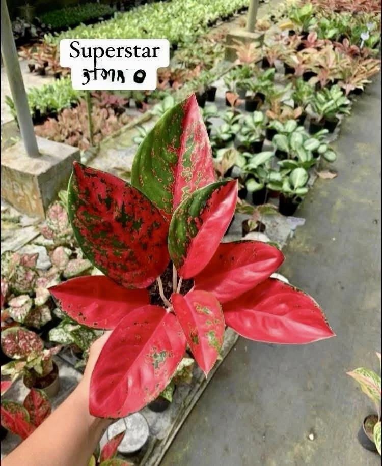 Aglaonema Live Plant - Potted Houseplant - Choose Style - Image 11