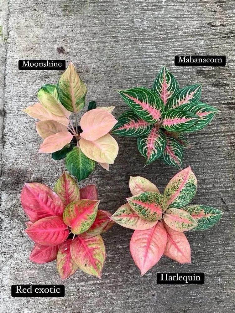 Aglaonema Live Plant - Potted Houseplant - Choose Style - Image 3
