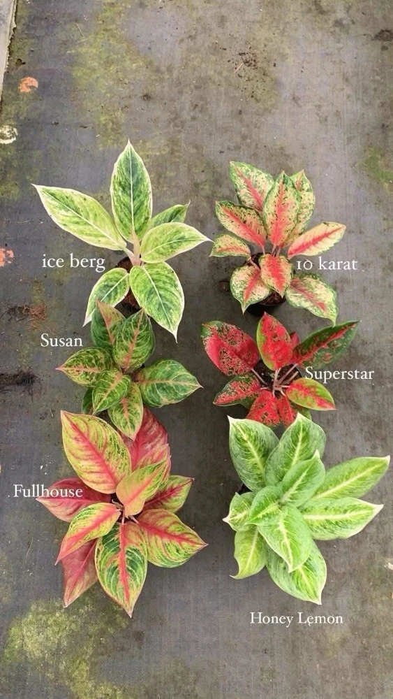 Aglaonema Live Plant - Potted Houseplant - Choose Style - Image 1