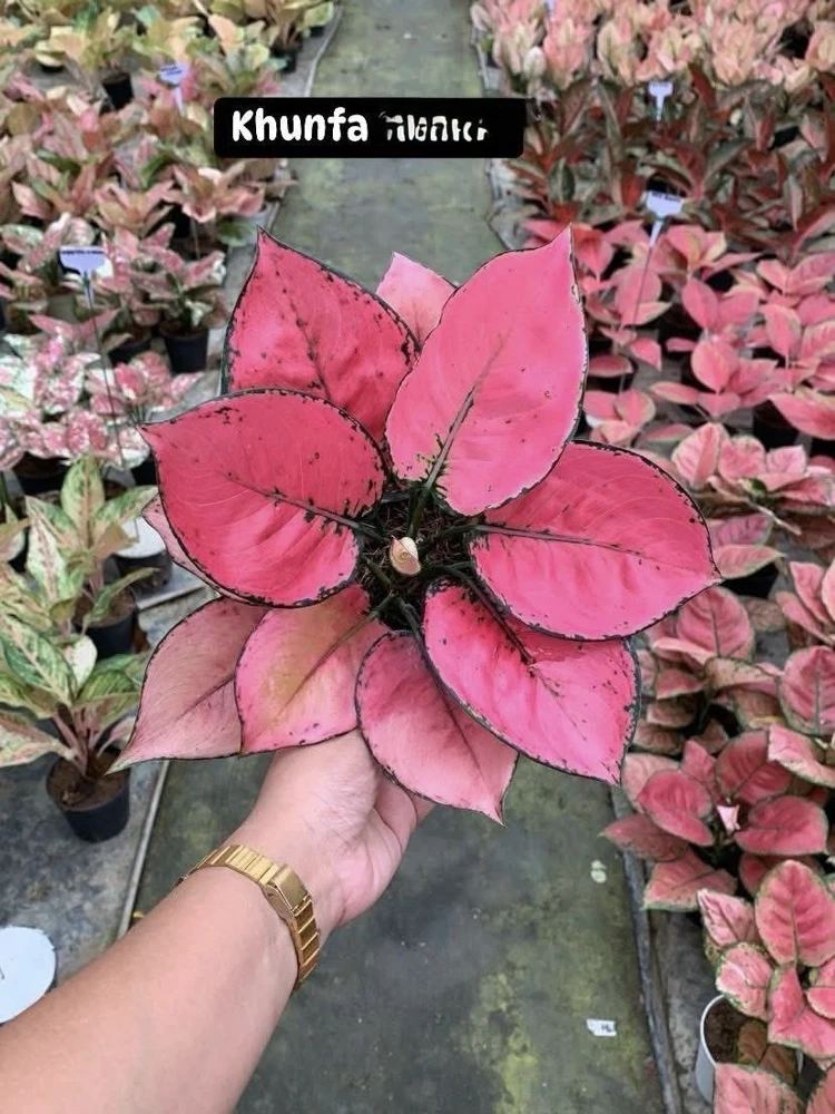 Aglaonema Live Plant - Potted Houseplant - Choose Style - Image 4