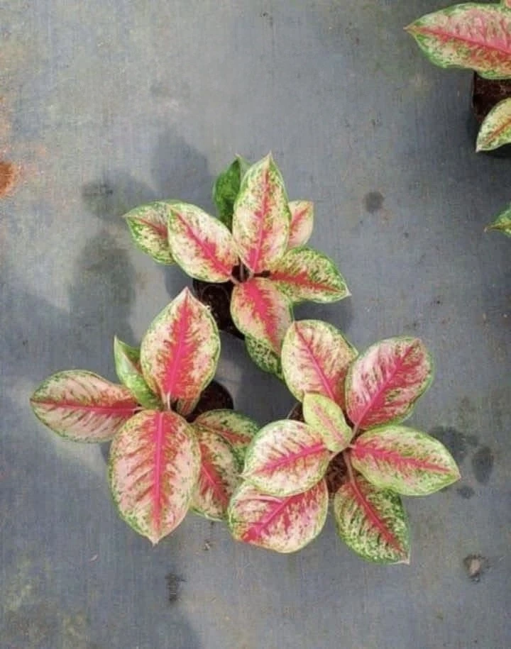 Aglaonema Live Plant - Potted Houseplant - Choose Style - Image 5