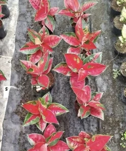 Aglaonema Live Plant - Potted Houseplant - Choose Style - Image 6