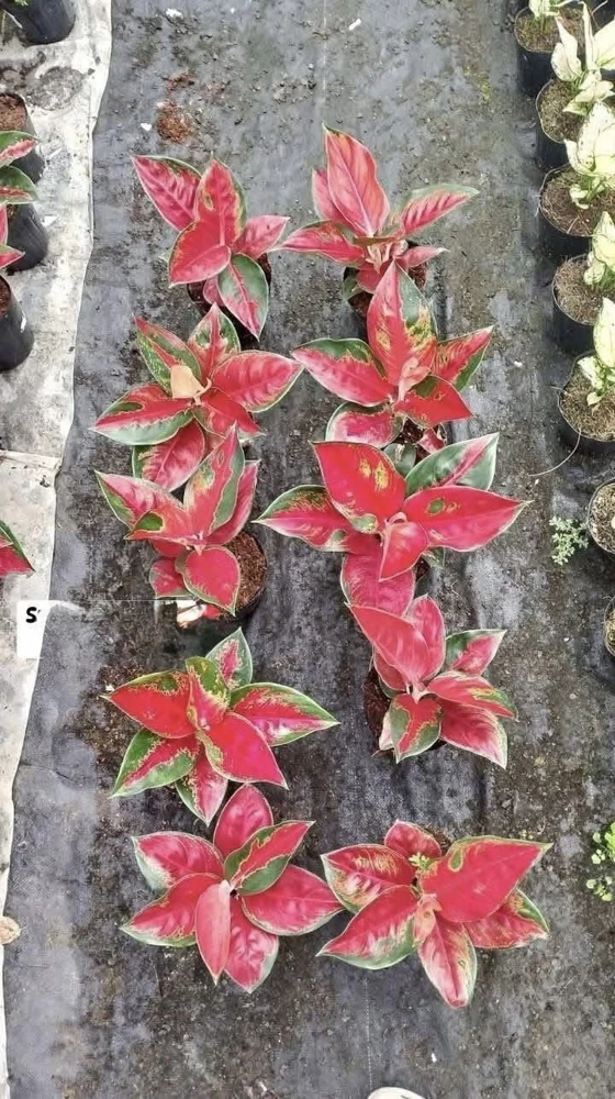Aglaonema Live Plant - Potted Houseplant - Choose Style - Image 6