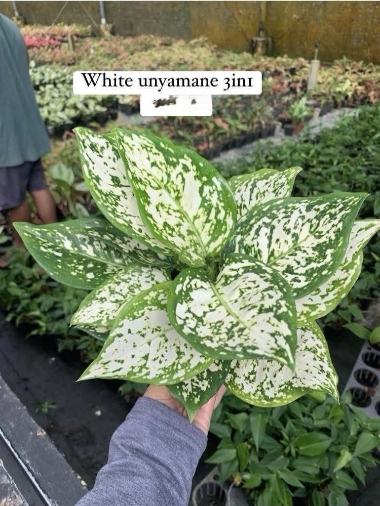 Aglaonema Live Plant - Potted Houseplant - Choose Style - Image 8